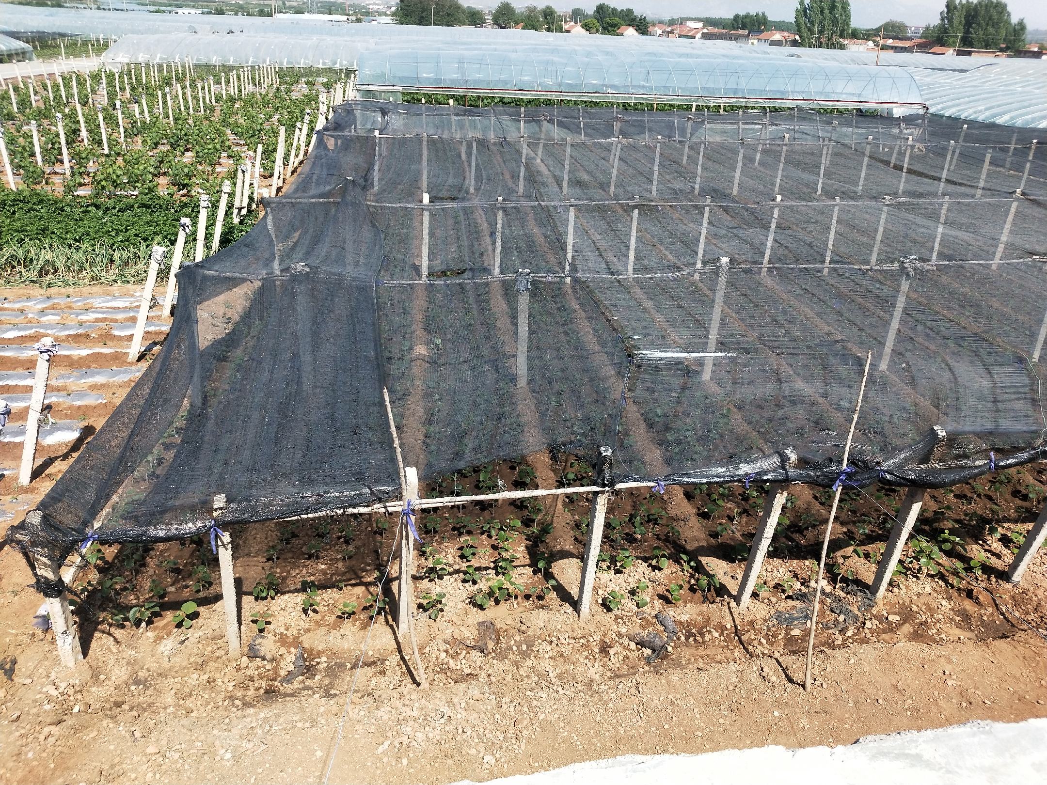 荔枝幼苗定植图