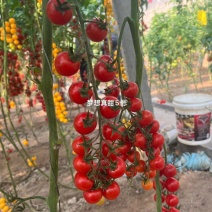 圣女果苗樱桃小番茄苗千禧，小黄圣女果苗，迷彩圣女果苗