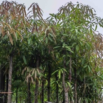 扁桃树8～15公分基地直销规格规格齐全欢迎老板来电