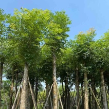 桃花心木15～18公分基地直销规格齐全欢迎老板来电