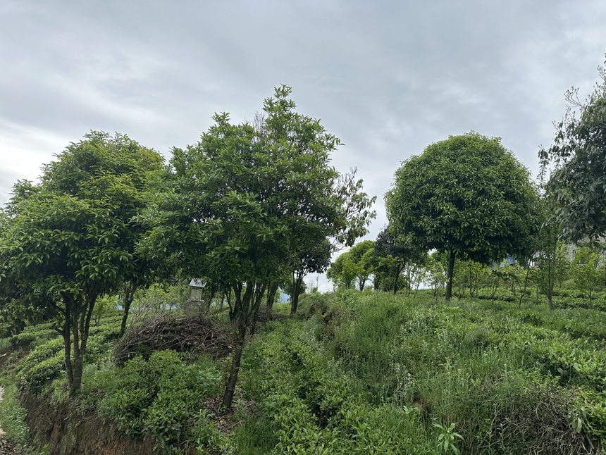 湖北四季桂盛开的场景