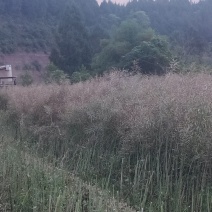 四川遂宁油菜籽