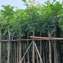 桃花心木5–18分低价出售
