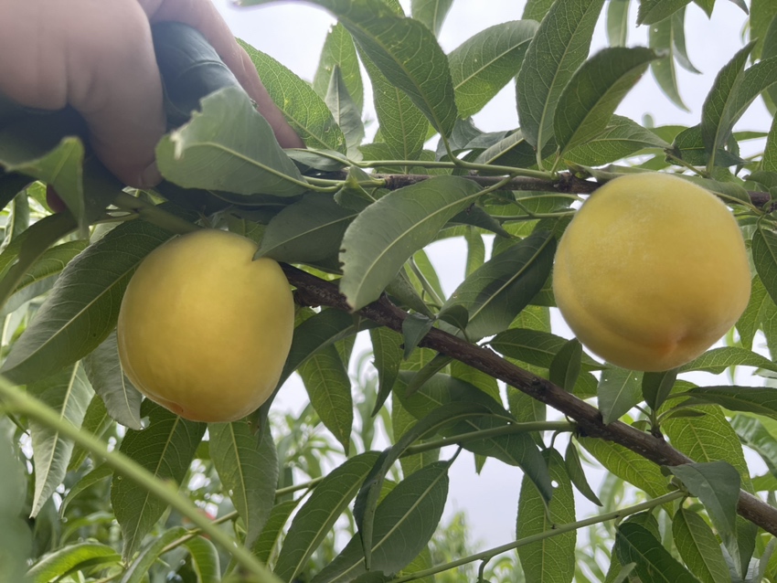 图片说明:当地果农正在果园中采摘成熟的黄桃,果实饱满、色泽金黄 炎陵黄桃采摘现场