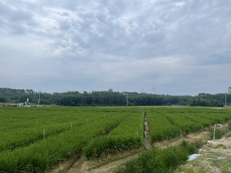 韭苔从韭菜中心抽出的特写