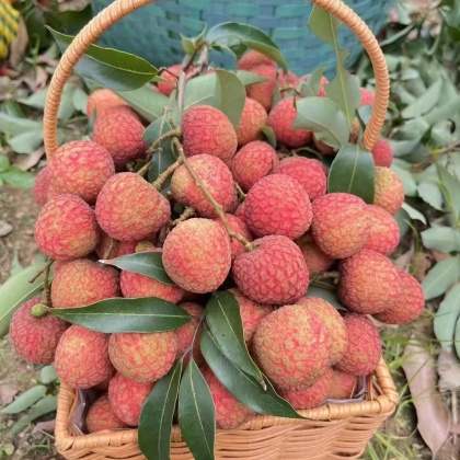 海南白糖罂荔枝价格行情走势 - 一亩田