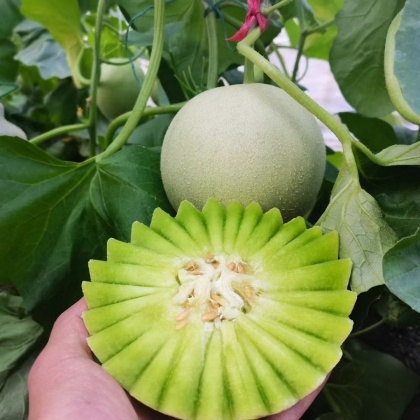 江西萍乡安源区梨瓜产地行情