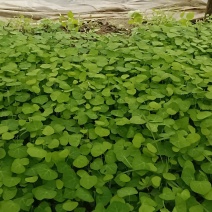 粉防已苗，江西省土木香苗。