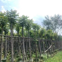 光杆麻楝8～15公分基地直销规格齐全欢迎老板来电咨询合作