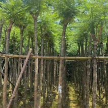 蓝花楹5～10公分基地直销规格齐全欢迎老板来电咨询合作