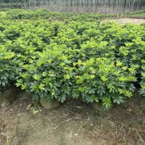 鹅掌柴/鸭脚木小袋中袋球类基地直销质量优质欢迎老板来电