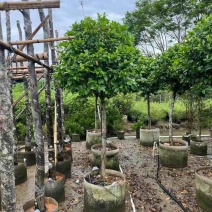 高杆含笑基地直销规格齐全欢迎老板来电咨询合作