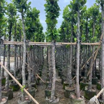 菠萝蜜树苗基地直销规格齐全欢迎老板来电咨询合作