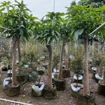 金煌芒果树基地直销规格齐全欢迎老板来电咨询合作