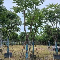 麻楝基地直销规格齐全欢迎老板来电咨询合作
