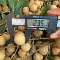 广东茂名石硖龙眼粒果，核小肉厚，品质保证，专业代办