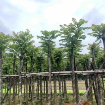 麻楝8～12公分基地直销规格齐全欢迎老板来电咨询合作