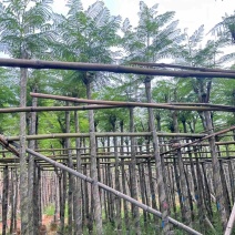 蓝花楹5～12公分基地直销规格齐全欢迎老板来电咨询