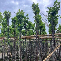 菠萝蜜树4～15公分基地直销规格齐全欢迎老板来电咨询