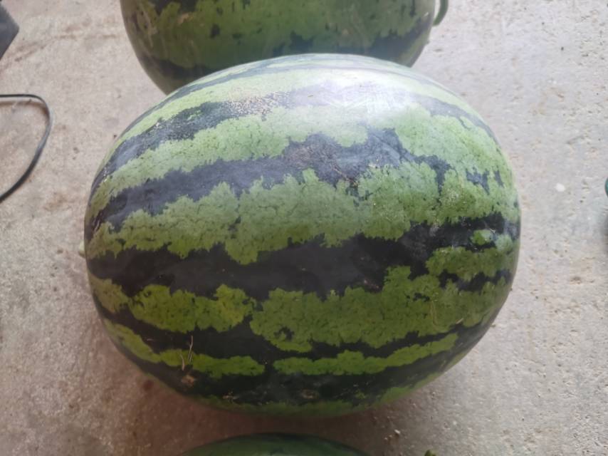 展示新鲜采摘的甜王西瓜,果型饱满,果皮绿色条纹清晰,果肉红润多汁 甜王西瓜展示图