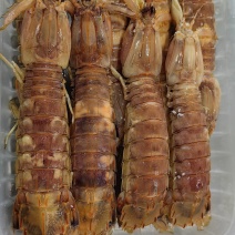 硬壳皮皮虾
