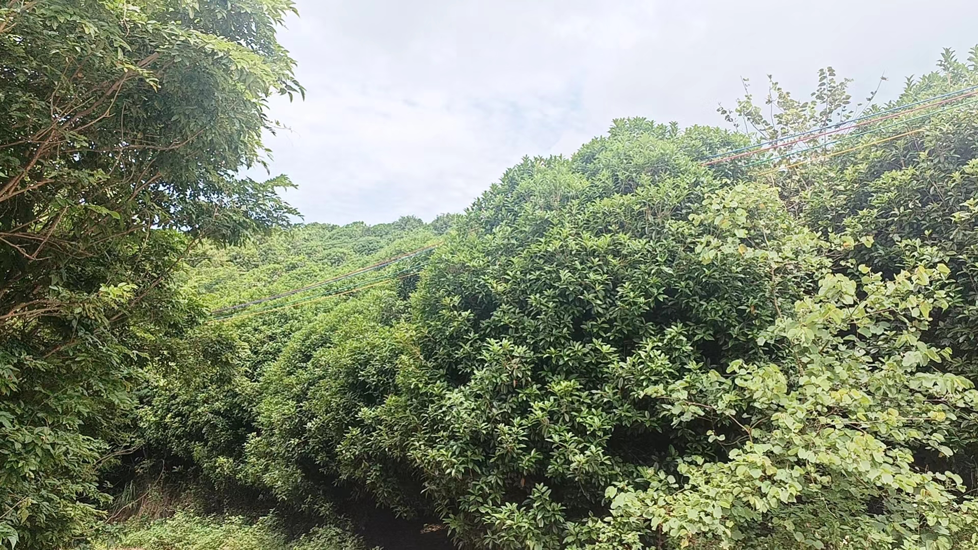 一株成熟的软叶丹桂,树形呈自然圆头状,枝条舒展,叶片浓绿有光泽,叶质柔软下垂感明显;树冠中上部可见密集的橙红色小花簇,散发出明显的芳香气息;背景为江南地区秋季园林环境,地面铺有落叶,体现典型的丹桂开花季节特征 软叶丹桂植株全景图