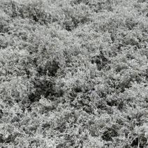 永顺莓茶