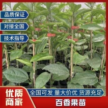 正宗嫁接黄金百香果苗基地现挖现发/品种纯正/带土发货