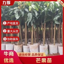正宗嫁接芒果苗品种纯正/证件齐全可签合同/包成活全国发货