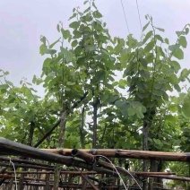 宫粉紫荆5～20公分基地直销规格齐全欢迎老板来电咨询