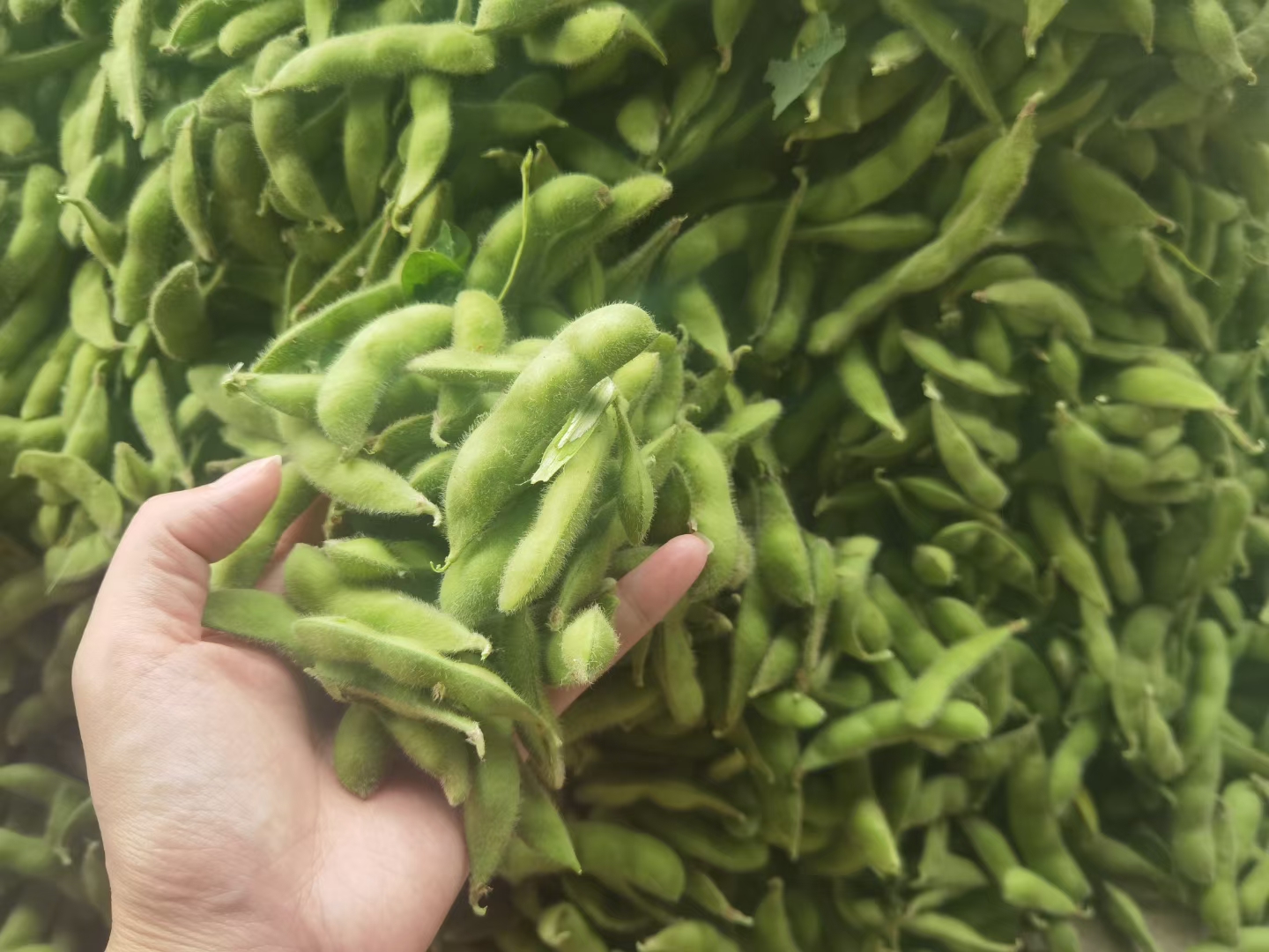 豆芽与油菜搭配炒制的成品图