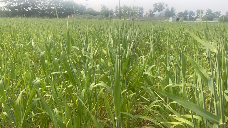 青储玉米田间种植场景