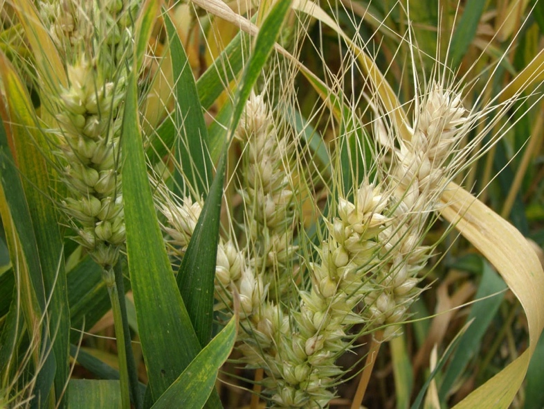 广阔的金色小麦田,阳光洒在麦穗上,农民在田间劳作 小麦田