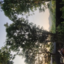 [标题]丛生七叶树