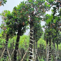 菠萝蜜树基地直销规格齐全有需要的老板欢迎来电洽谈合作