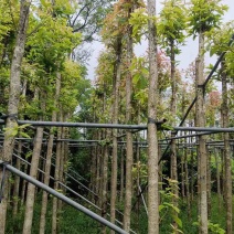 金丝楠木基地直销规格齐全有需要绿化苗木的老板欢迎来电洽谈