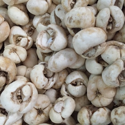 湖北浙贝母产地行情