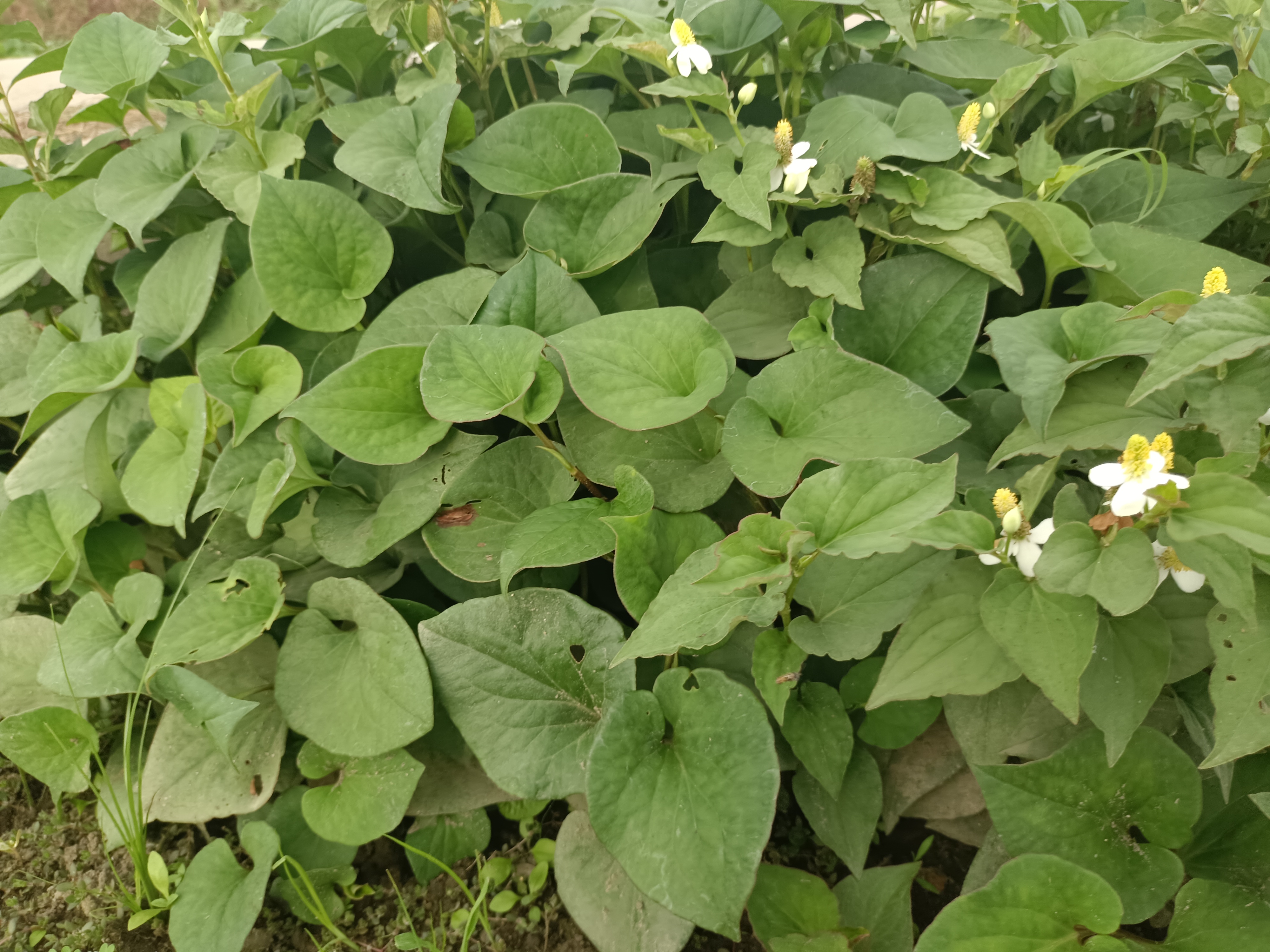 左侧为鱼腥草植株特写,心形叶片,穗状花序,根茎呈白色节状;右侧为白茅植株,细长线形叶,根茎为匍匐状白色须根,附带红色鳞片。背景为植物分类系统树状图,标注三白草科与禾本科位置 植物分类对比图