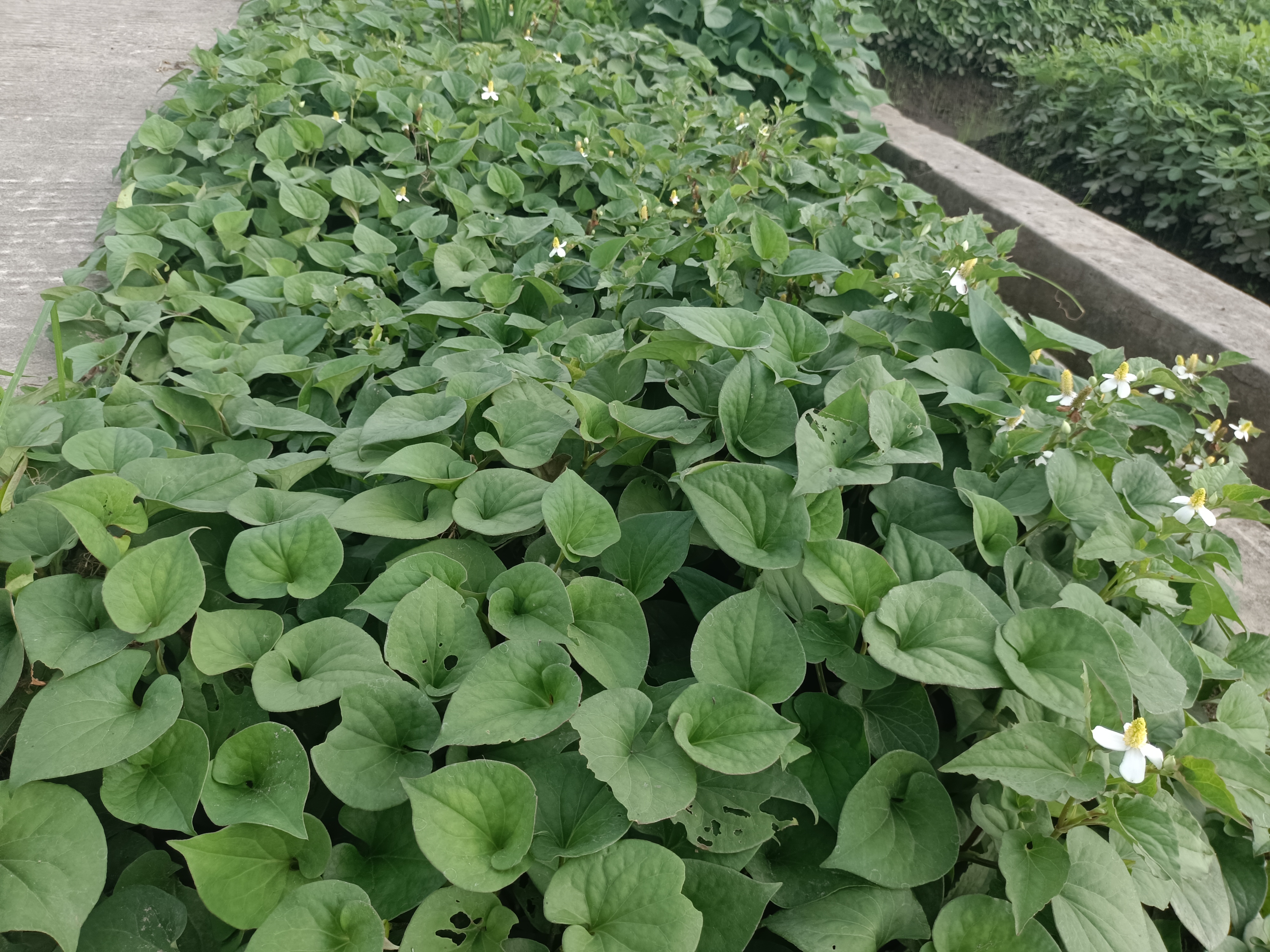 红叶紫茎鱼腥草整体植株特写