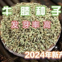 纯新牛膝种籽牛夕籽保出芽货源充足支持在线交易