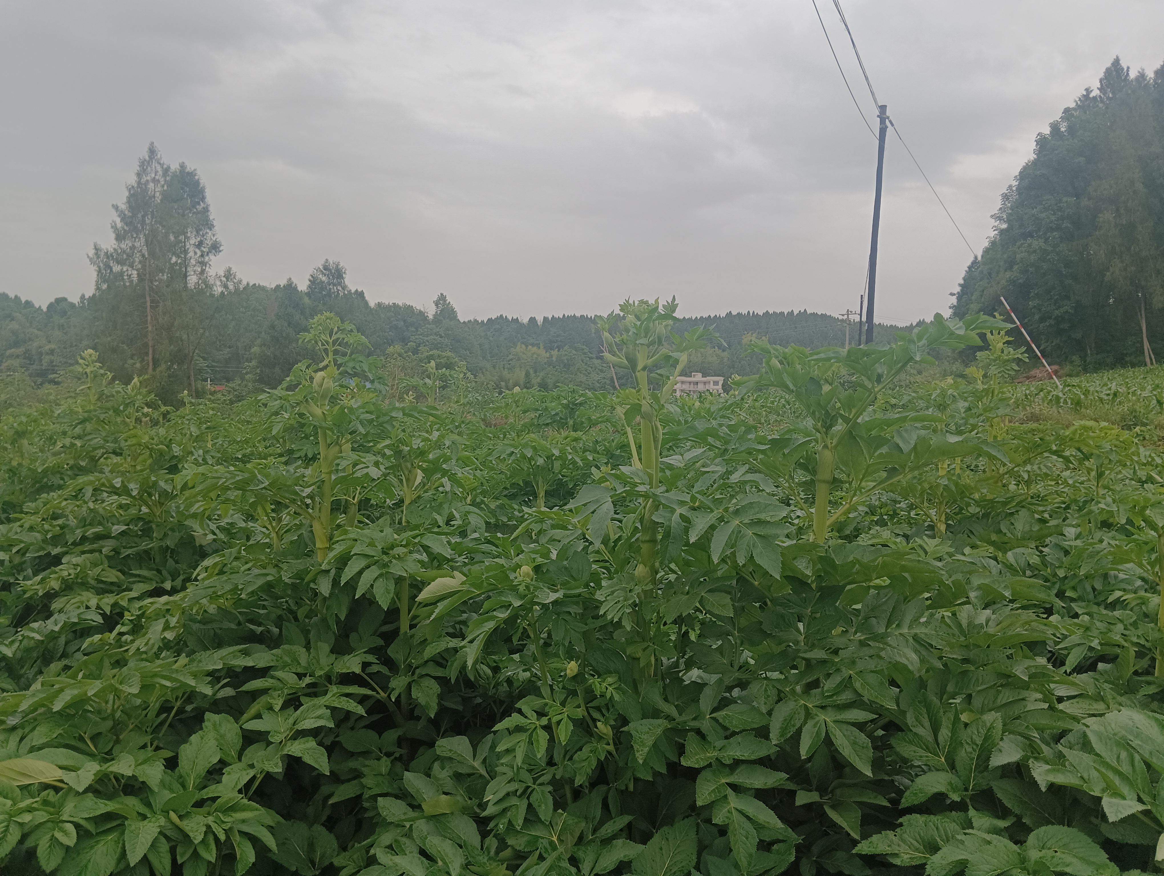 白芷种植田景观