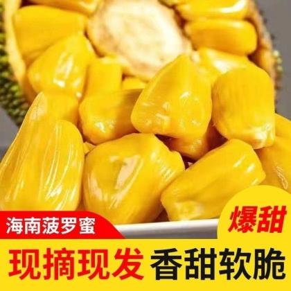 大量有货菠萝蜜 大中小果都有货价格便宜石硖龙眼储良龙眼菠萝