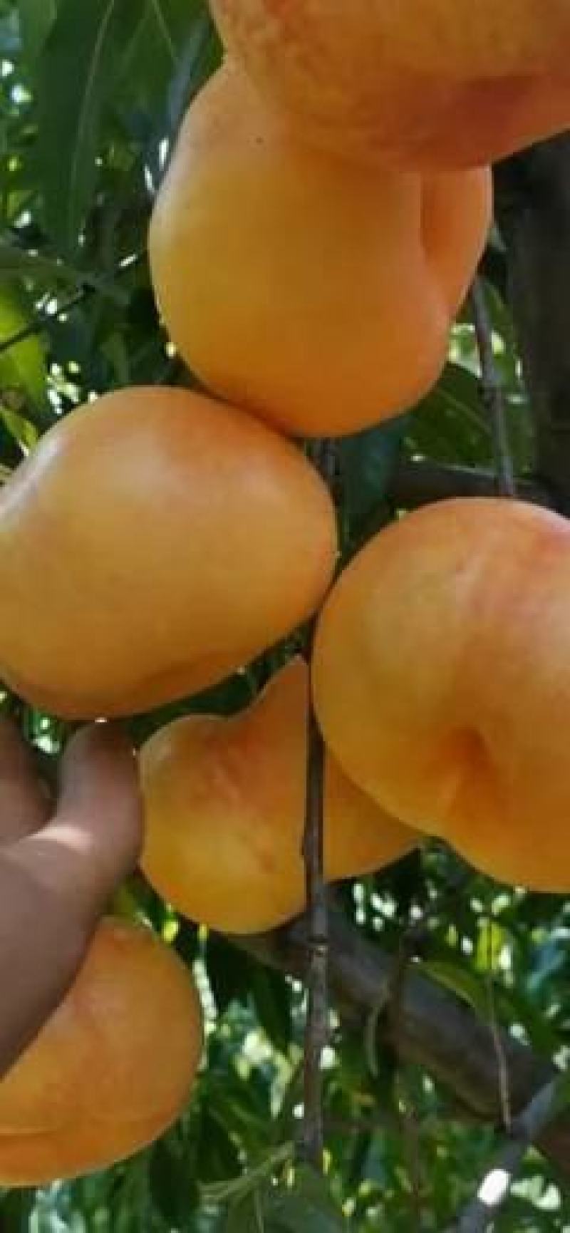 沂蒙山蒙阴蜜桃,油桃,蟠桃,水蜜桃,毛桃,各种桃都有,批