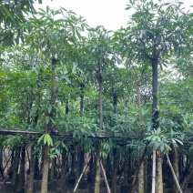 造层灯台树/盆架子10～15公分基地直销规格齐全