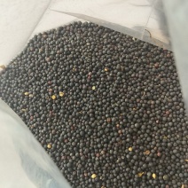 湖北优质油菜籽，供应油菜籽