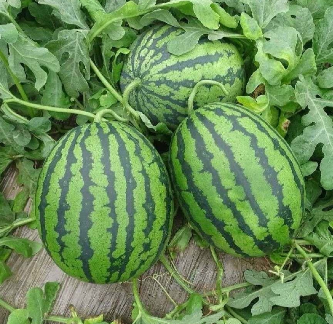 两个切开的西瓜并排摆放,左侧为典型的甜王西瓜,果肉深红、纹理清晰、汁水丰富;右侧为普通西瓜,颜色偏粉,质地较松散。背景为田园农场环境,阳光充足,突出品种差异 甜王西瓜与普通西瓜对比图