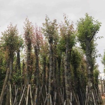 天竺桂/阴香8～12公分基地直销规格齐全欢迎老板来电