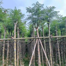 蓝花楹5～8公分基地直销规格齐全欢迎老板来电咨询合作