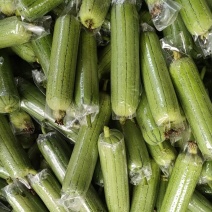 肉丝瓜几毛质量好