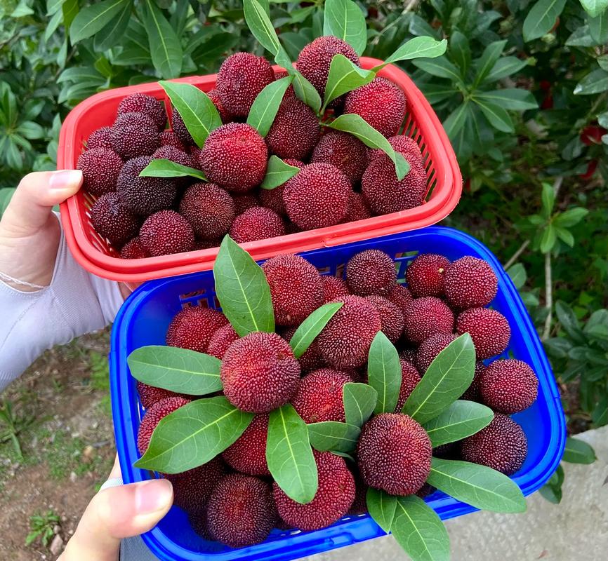 新鲜采摘的东魁杨梅与普通荸荠种杨梅并列摆放,左侧为东魁杨梅,果实明显更大,呈深紫黑色,表面颗粒凸起明显;右侧为普通杨梅,个头较小,颜色略浅。背景为绿色叶片,突出果实大小差异 东魁杨梅与普通杨梅对比图